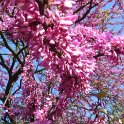 Cercis siliquastrum fleur P6